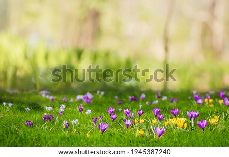 Crocus flowers growing on meadow in sunny spring day. Beautiful Nature Spring Landscape with blooming purple and yellow crocus flowers. Scenic spring floral Wallpaper