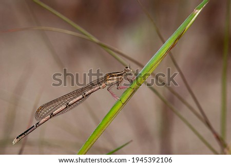 Damselflies are insects of the suborder Zygoptera in the order Odonata.