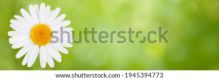 Beautiful Wide Angle Nature Summer Background. Chamomile flower on green natural background, macro. Medicinal herb. Panoramic Summer floral header for website or Web Banner With Copy Space