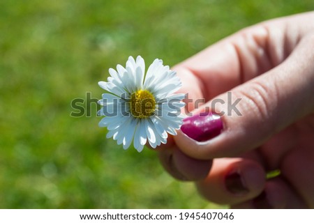 woman's hand holding a daisy in the air, green field background, spring and summer image.