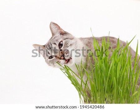 Gray cat eats grass, vitamins for a domestic cat.