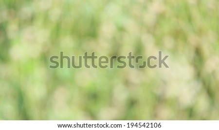 Blurred spring flowers - defocused