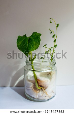 bean plant growing in a glass jar, planted at home with cotton wool, on white background. Royalty-Free Stock Photo #1945427863