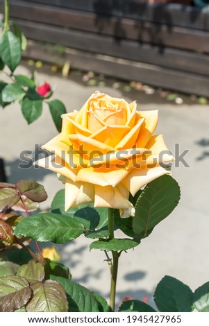 Beautiful rose in the park