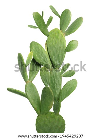 Beautiful big green cactus on white background Royalty-Free Stock Photo #1945429207