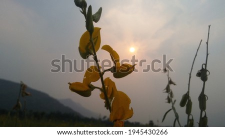 Flower with sun in the background