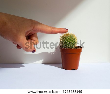 woman finger tries to touch a pricking cactus, on white background. Royalty-Free Stock Photo #1945438345