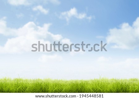 Green grass with a blue sky background
