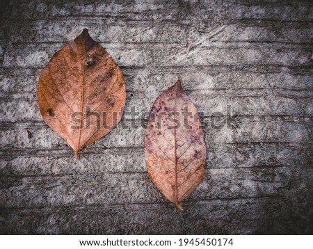 Photo of dry leaves on  striped concrete surface, looks unique.