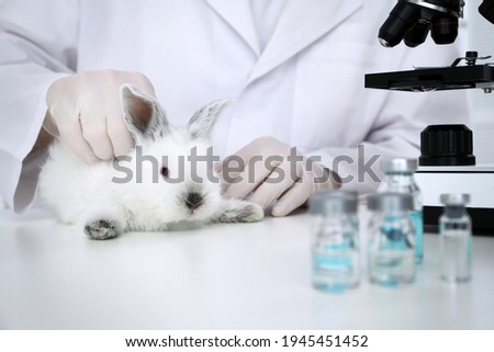 Scientist with rabbit in chemical laboratory, closeup. Animal testing