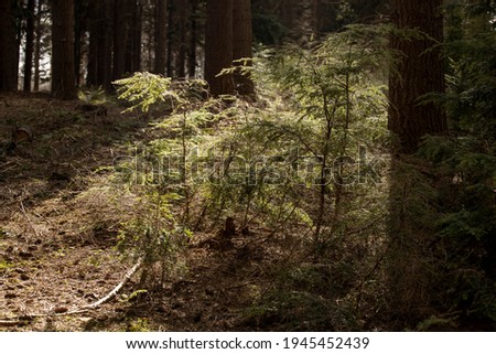 Bright sunlight backlighting vern plants growing beneath large conifer trees in a dark forest with needles and pineapples on the ground