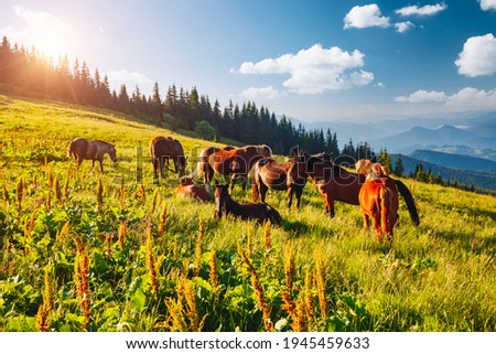 Splendid summer view of pasture with Arabian horse on a sunny day. Location place Carpathian mountain, Ukraine, Europe. Scenic image of farmland. Picture of wild area. Discover the beauty of earth.