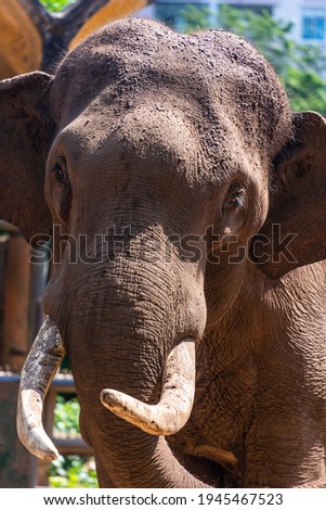 Portrait of asian elephant in Vietnam. Animal and wildlife concept. Selective focus.