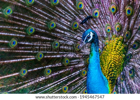 Peacock - peafowl with open tail, beautiful representative exemplar of male peacock in great metalic colors in Vietnam. Selective focus. Royalty-Free Stock Photo #1945467547