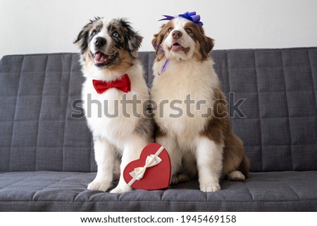 Two Australian shepherd puppy dog on couch with with heart box. Valentine