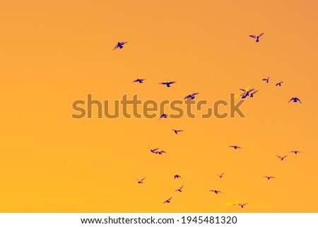 Bird pigeons fly in the hot orange sky.