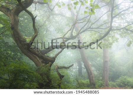 A moody, ethereal lush woodland forest and twisted oak tree in atmospheric misty fog at Ravelston Woods in Edinburgh, Scotland. Royalty-Free Stock Photo #1945488085
