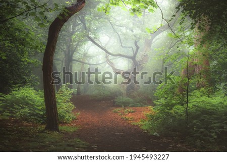 A moody, ethereal lush woodland forest and twisted oak tree in atmospheric misty fog at Ravelston Woods in Edinburgh, Scotland. Royalty-Free Stock Photo #1945493227