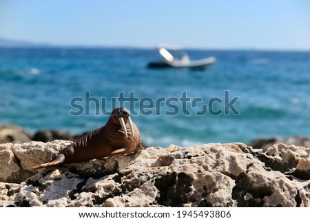 A toy walrus sunbathing on the rocky beach on a warm summer day