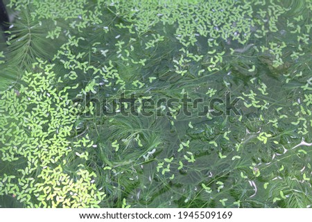Algae and plants in clear green water.