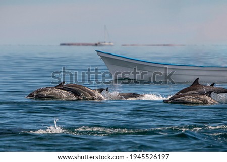 Loreto Bay baja california sur mexico dolphins swimming in the blue sea to you Royalty-Free Stock Photo #1945526197