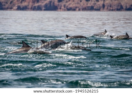 Loreto Bay baja california sur mexico dolphins swimming in the blue sea to you Royalty-Free Stock Photo #1945526215