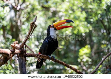 A toucan perched on a branch, with its mouth open exposing it's thin, long  tongue.