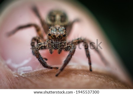 A photo close-up macro shot of a Jumping spiders,
which is an animal in Thailand.