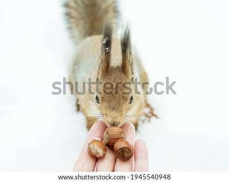 Squirrel eating nuts from hand.
