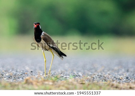 A photo of a Red-wattled Lapwing living in nature, which is a bird in Thailand.