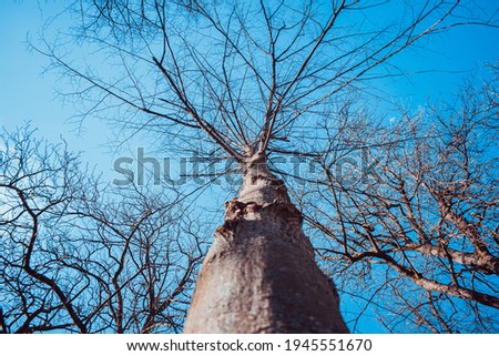 Tree with branching twigs and blue sky. A branching tree against a blue sky with clouds
