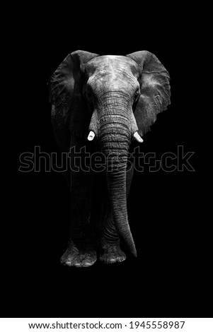 cutout of elephant on black background from front looking at camera. Whole body. copy space