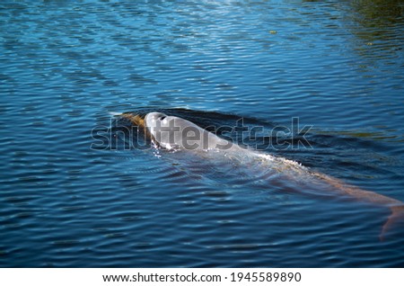 Pink dolphin in the amazon river