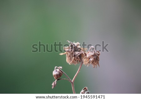 Dry flower and blurred background.