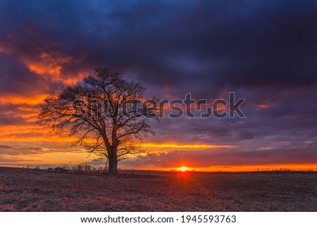 Red sunset with Oak tree at Dawn