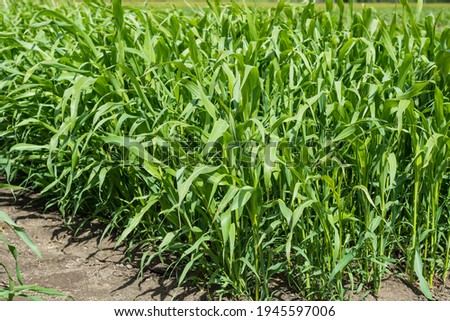 Beautiful healthy plants of Sudan grass in the field. Forage grasses. Animal feed Royalty-Free Stock Photo #1945597006