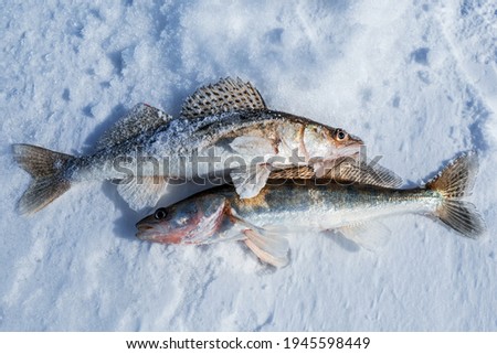 Walleye fish in the snow (lat. Sander lucioperca)