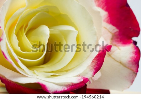 Colorful, beautiful, delicate rose with details