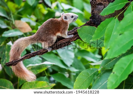 A photo of Variable Squirrel lives in the garden, which is the animal of Thailand.