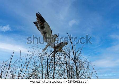 The couple of Black-shouldered Kite mating on branch with blue sky background.
