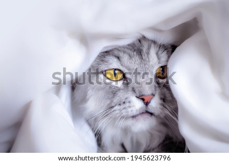 Fluffy gray Siberian cat with yellow eyes under a blanket to rest. Only a head is visible. Horizontal format. Close-up, copy space.