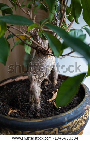Young green plant in a pot on a windowsill