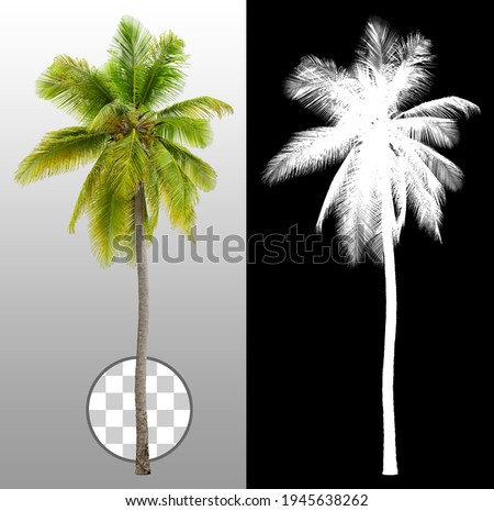 Cut out palm tree.
Green tree isolated on transparent background via an alpha channel. Cutout coconut tree. High quality clipping mask for professional composition.

