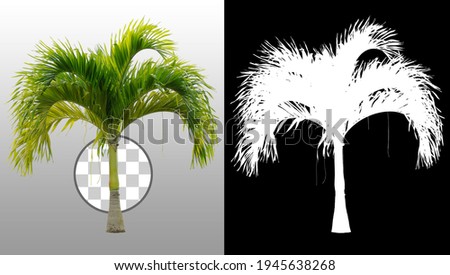 Cut out palm tree.
Green tree isolated on transparent background via an alpha channel. Cutout coconut tree. High quality clipping mask for professional composition.

