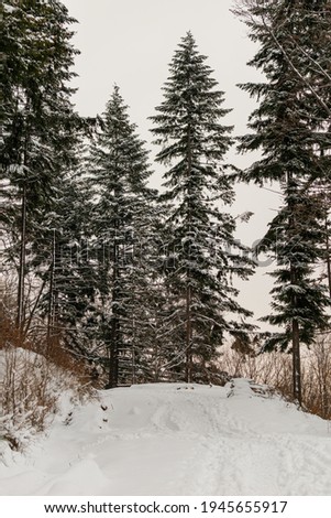 Photo of Winter in polish mountains, tree covered by fresh snow