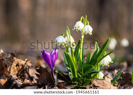 First spring flowers, white snowflake (leucojum vernum) and purple crocus or saffron wild growing in the forest, macro image, nature floral background suitable for wallpaper or cover