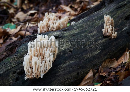 inedible fungus grows in forests, Central Europe, Artomyces pyxidatus 
