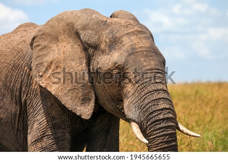 Closeup photo of the african bush elephant (Loxodonta africana)
