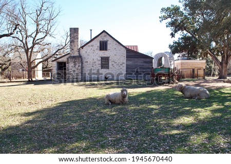 Sheep and a covered wagon at Lyndon B. Johnson State Park and Historic Site and the Sauer-Beckmann Farmstead, living history farm that presents rural Texas life as it was around 1918. Royalty-Free Stock Photo #1945670440