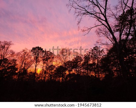 pink sky behind trees at dusk